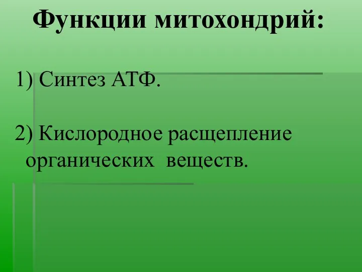 Функции митохондрий: 1) Синтез АТФ. 2) Кислородное расщепление органических веществ.