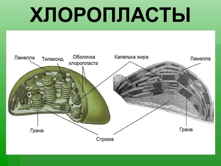 ХЛОРОПЛАСТЫ