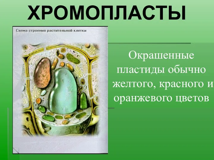 ХРОМОПЛАСТЫ Окрашенные пластиды обычно желтого, красного и оранжевого цветов