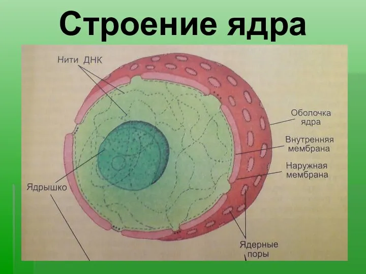 Строение ядра