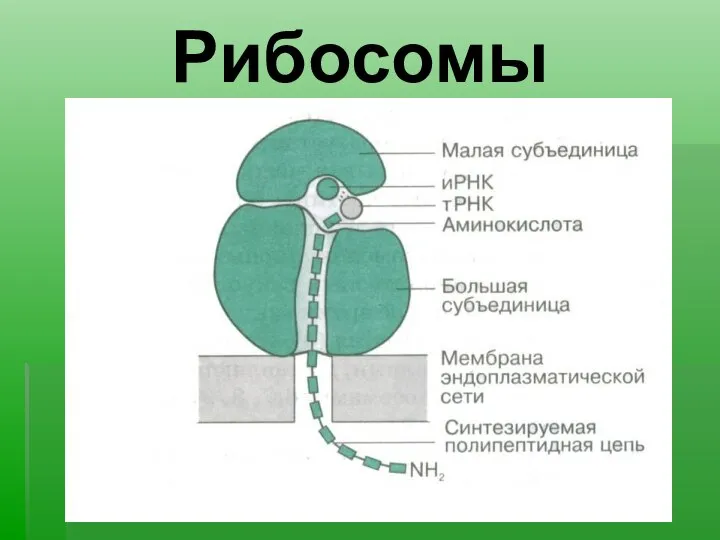 Рибосомы