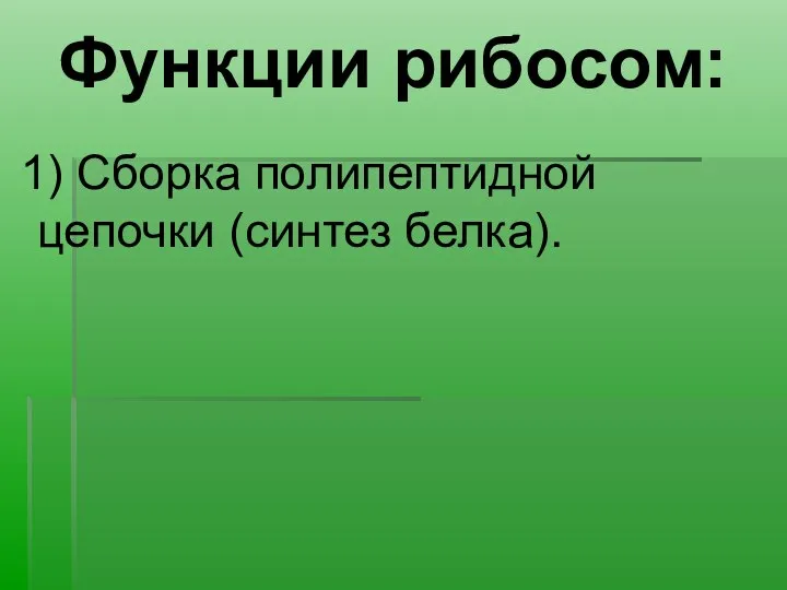 1) Сборка полипептидной цепочки (синтез белка). Функции рибосом: