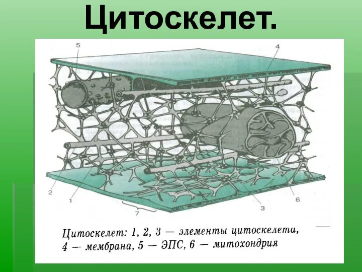 Цитоскелет.