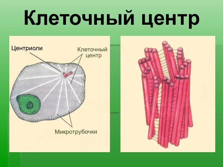 Клеточный центр