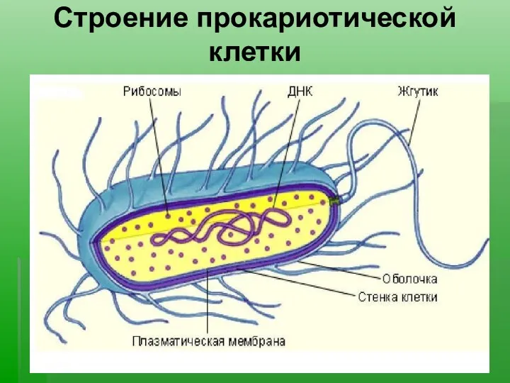 Строение прокариотической клетки