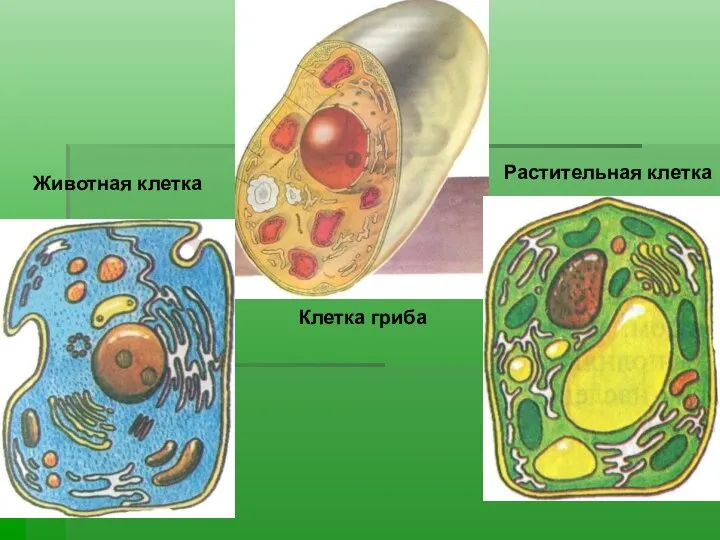 Животная клетка Клетка гриба Растительная клетка