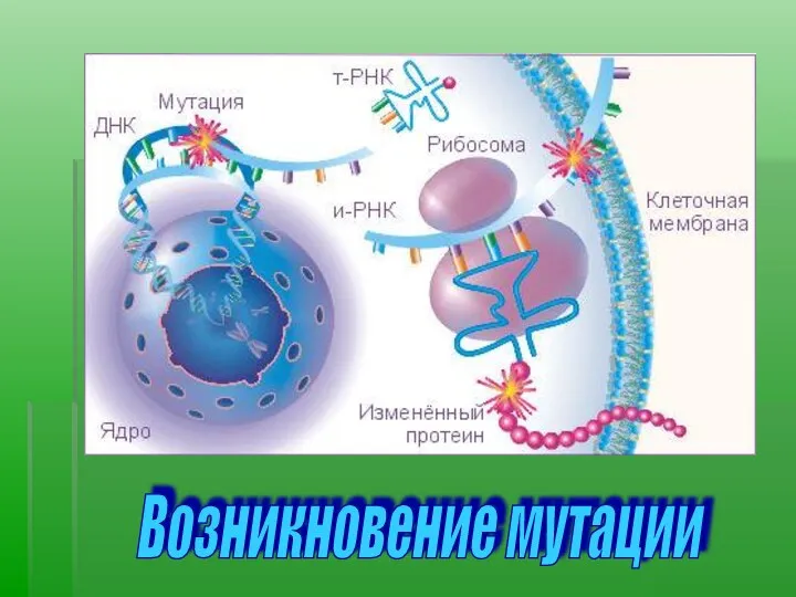 Возникновение мутации