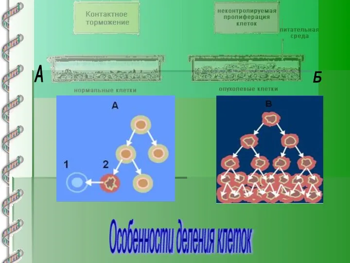 Особенности деления клеток А Б