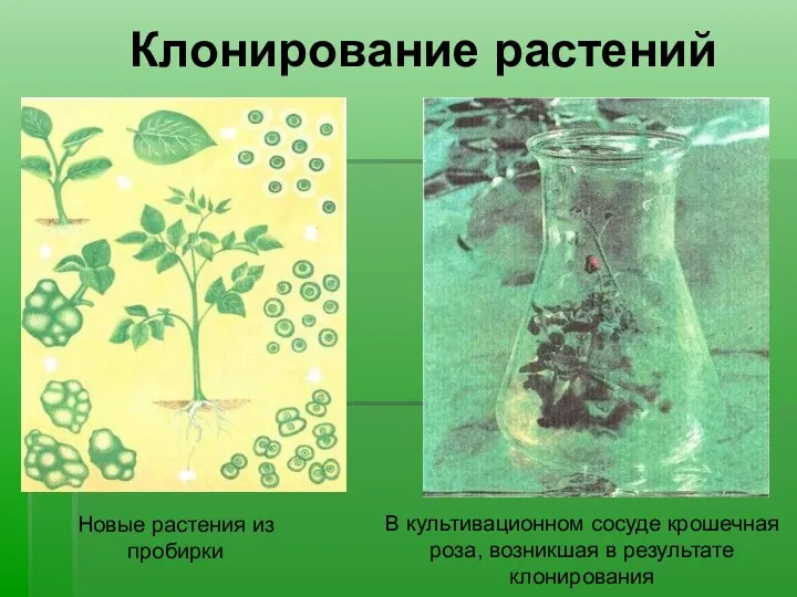 В культивационном сосуде крошечная роза, возникшая в результате клонирования Новые растения из пробирки Клонирование растений