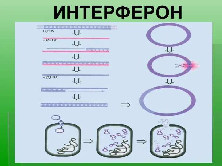 ИНТЕРФЕРОН