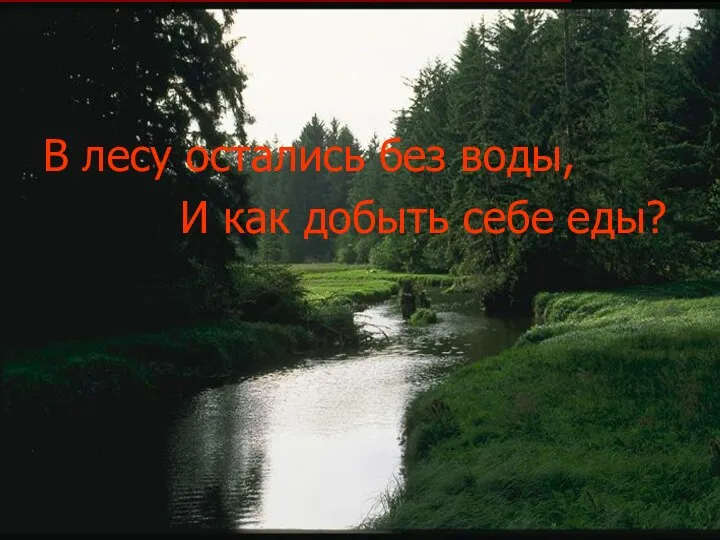 В лесу остались без воды, И как добыть себе еды?