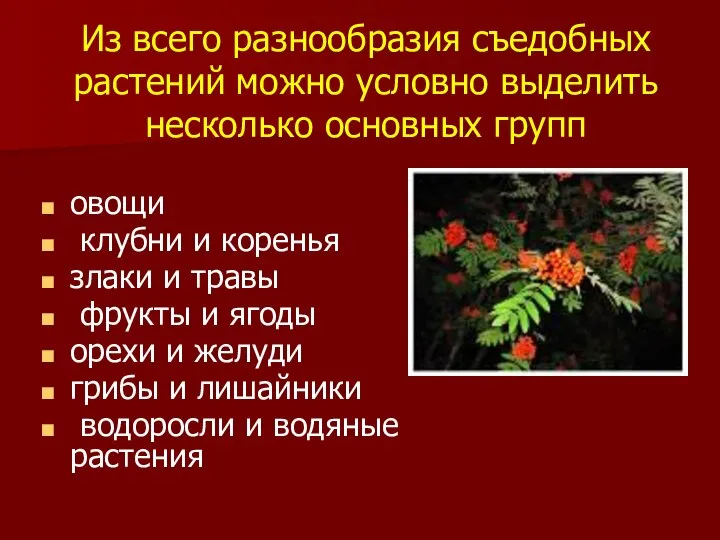 Из всего разнообразия съедобных растений можно условно выделить несколько основных групп