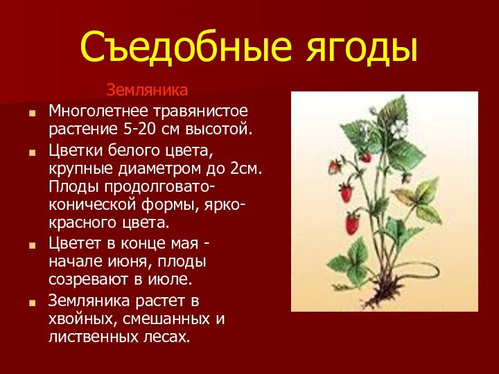 Съедобные ягоды Земляника Многолетнее травянистое растение 5-20 см высотой. Цветки белого