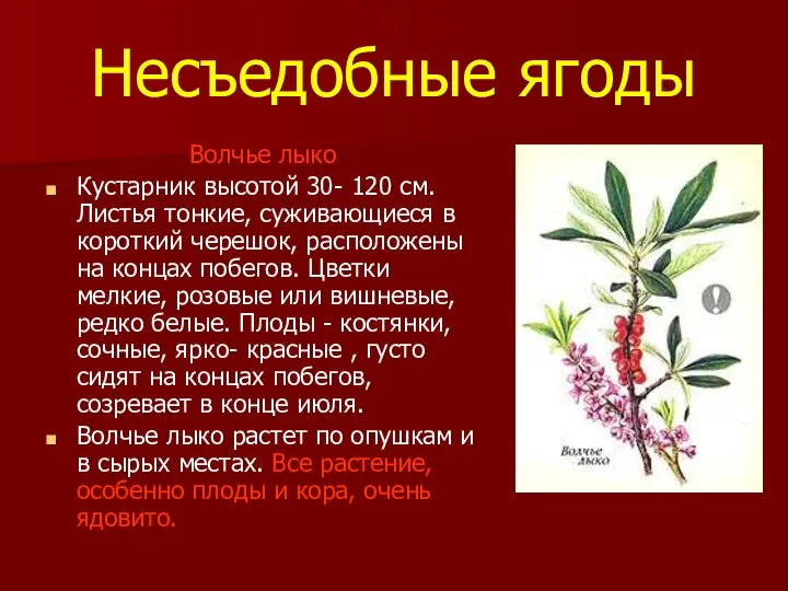 Несъедобные ягоды Волчье лыко Кустарник высотой 30- 120 см. Листья тонкие,