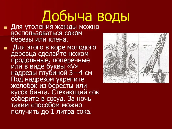 Добыча воды Для утоления жажды можно воспользоваться соком березы или клена.