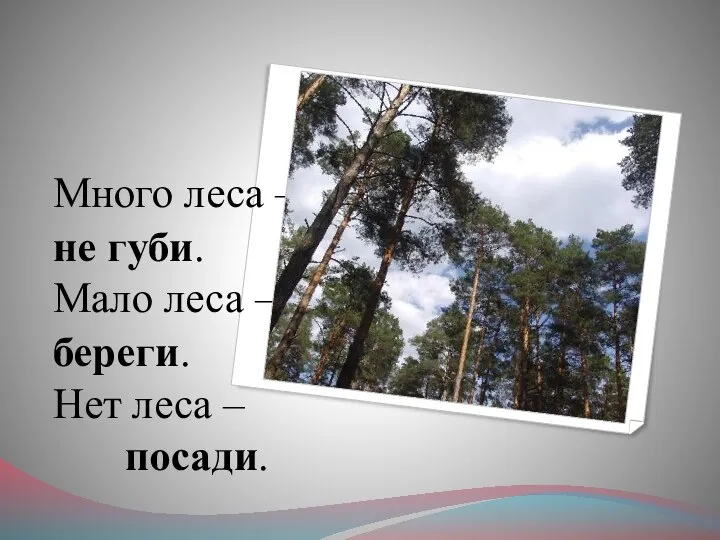 Много леса – не губи. Мало леса – береги. Нет леса – посади.