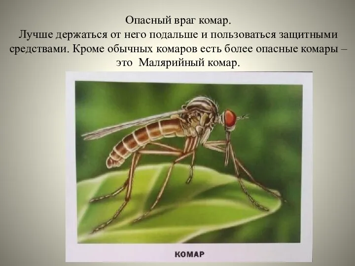 Опасный враг комар. Лучше держаться от него подальше и пользоваться защитными