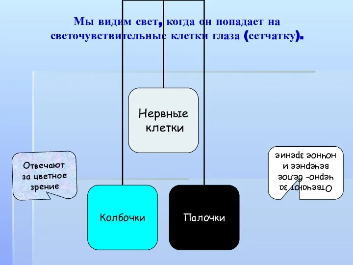 Мы видим свет, когда он попадает на светочувствительные клетки глаза (сетчатку).