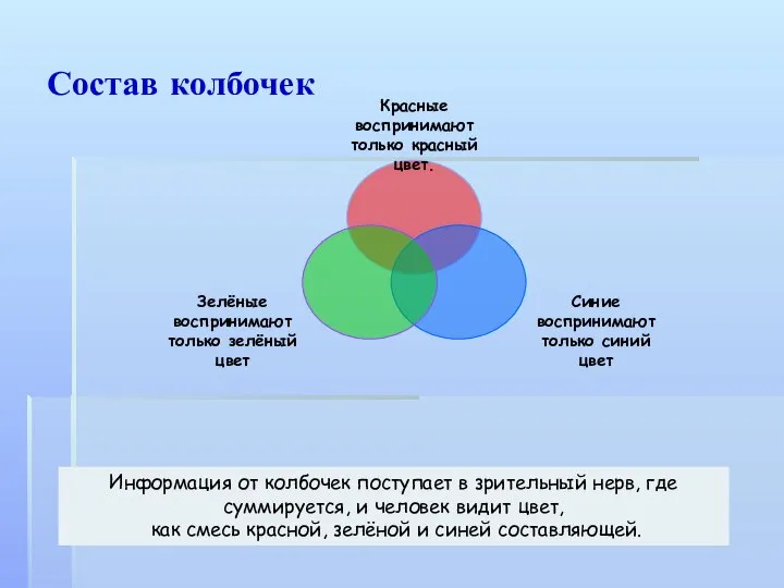 Состав колбочек Информация от колбочек поступает в зрительный нерв, где суммируется,