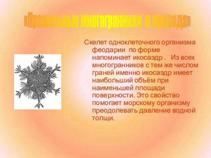 Скелет одноклеточного организма феодарии по форме напоминает икосаэдр . Из всех