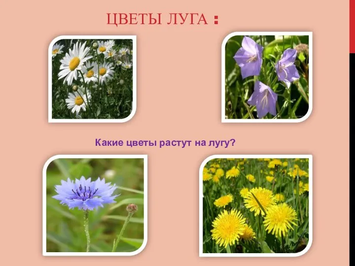 Цветы Луга : Какие цветы растут на лугу?