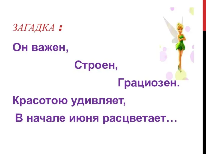 Загадка : Он важен, Строен, Грациозен. Красотою удивляет, В начале июня расцветает…