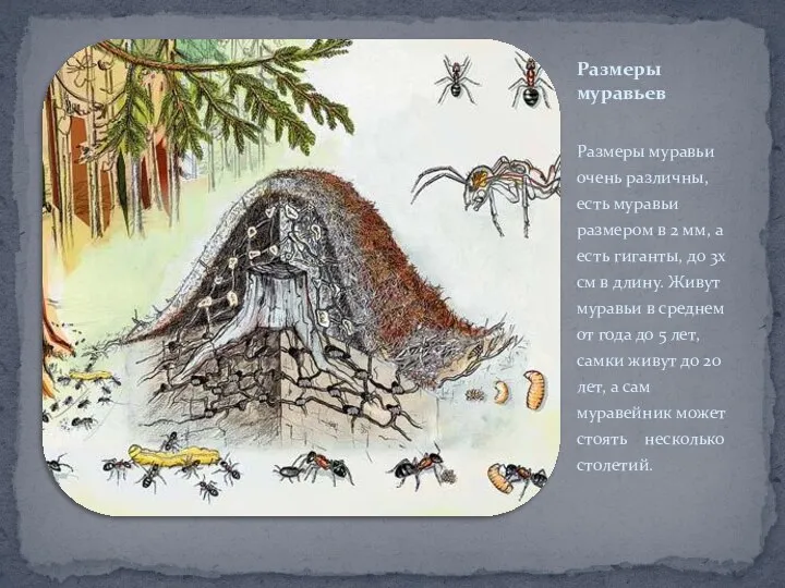 Размеры муравьев Размеры муравьи очень различны, есть муравьи размером в 2