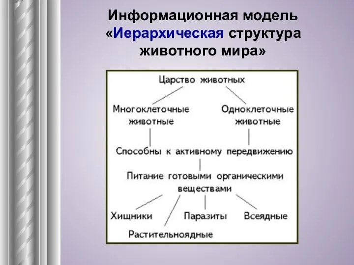 Информационная модель «Иерархическая структура животного мира»