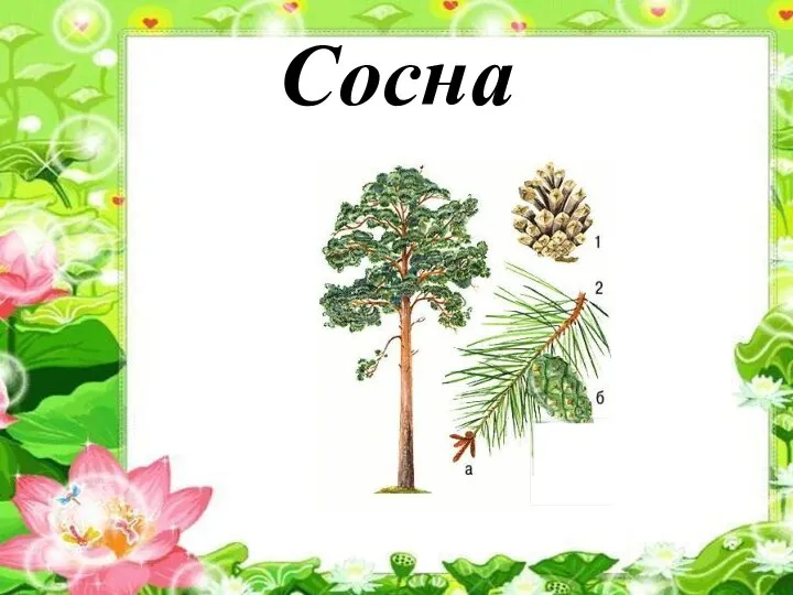 Сосна