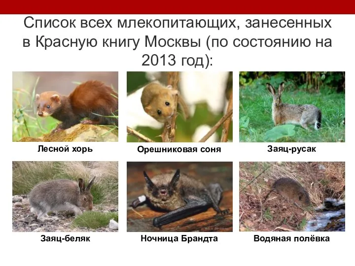 Список всех млекопитающих, занесенных в Красную книгу Москвы (по состоянию на 2013 год):