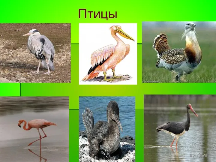 Птицы