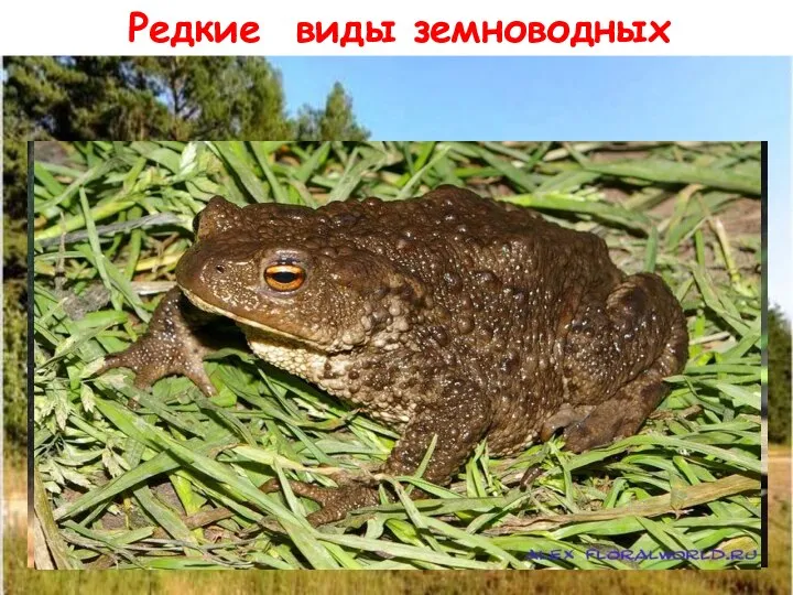 Редкие виды земноводных