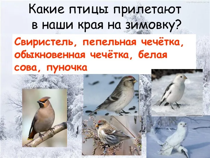 Какие птицы прилетают в наши края на зимовку? Свиристель, пепельная чечётка, обыкновенная чечётка, белая сова, пуночка