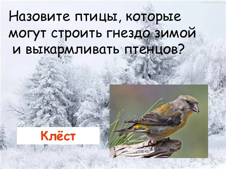 Назовите птицы, которые могут строить гнездо зимой и выкармливать птенцов? Клёст