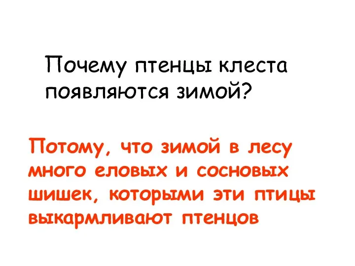 Почему птенцы клеста появляются зимой? Потому, что зимой в лесу много