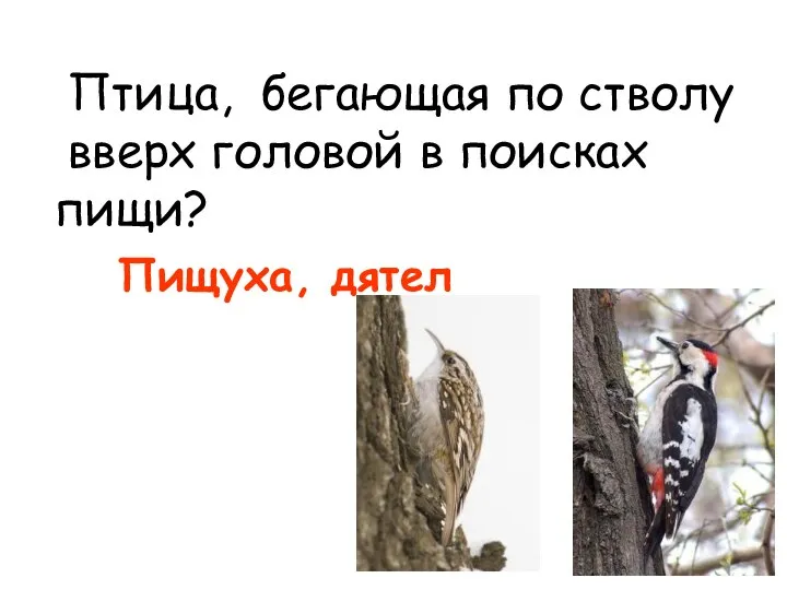 Птица, бегающая по стволу вверх головой в поисках пищи? Пищуха, дятел