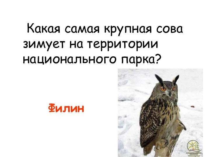 Какая самая крупная сова зимует на территории национального парка? Филин