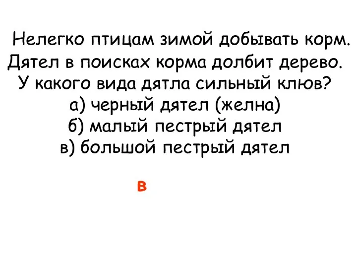 Нелегко птицам зимой добывать корм. Дятел в поисках корма долбит дерево.