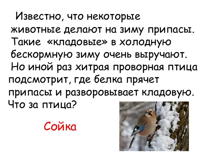 Известно, что некоторые животные делают на зиму припасы. Такие «кладовые» в