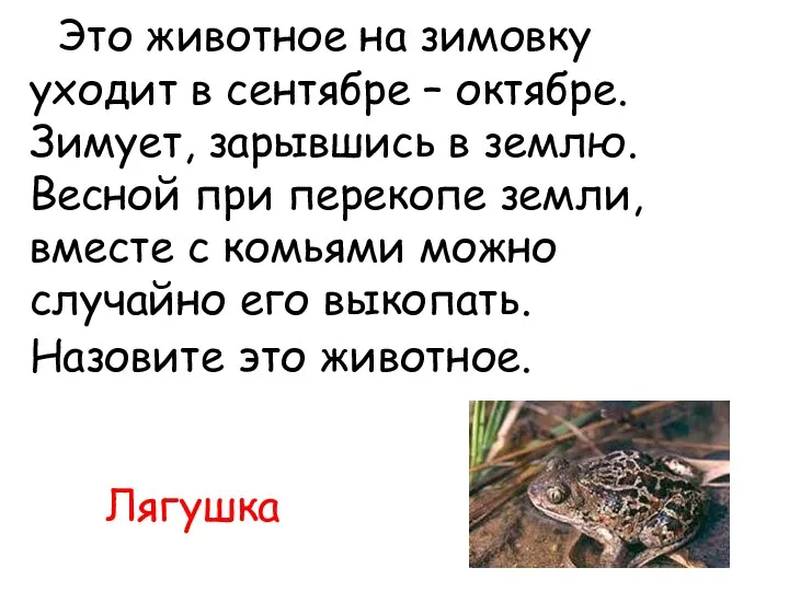 Это животное на зимовку уходит в сентябре – октябре. Зимует, зарывшись