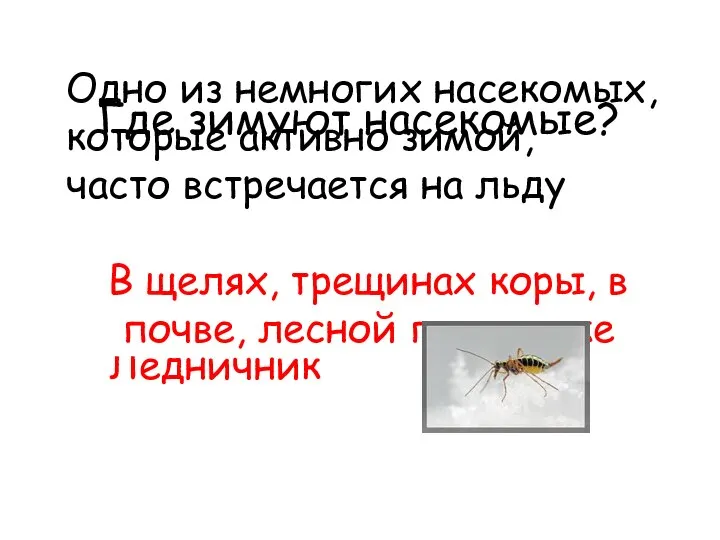 Где зимуют насекомые? Ледничник Одно из немногих насекомых, которые активно зимой,