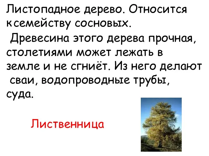 Листопадное дерево. Относится к семейству сосновых. Древесина этого дерева прочная, столетиями