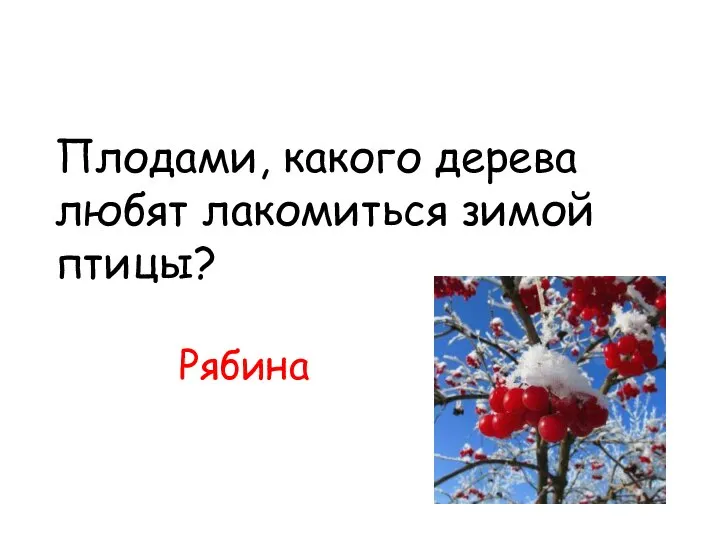 Плодами, какого дерева любят лакомиться зимой птицы? Рябина