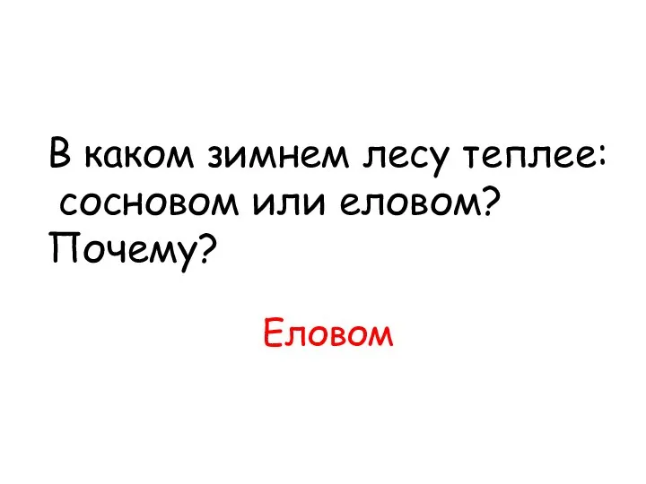 В каком зимнем лесу теплее: сосновом или еловом? Почему? Еловом