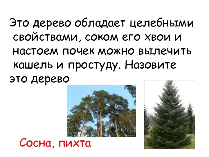 Это дерево обладает целебными свойствами, соком его хвои и настоем почек