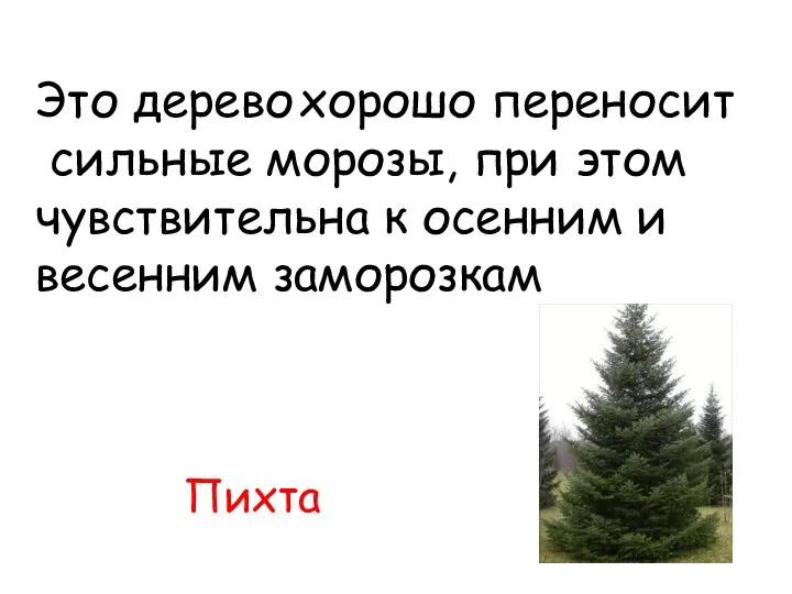 Пихта Это дерево хорошо переносит сильные морозы, при этом чувствительна к осенним и весенним заморозкам