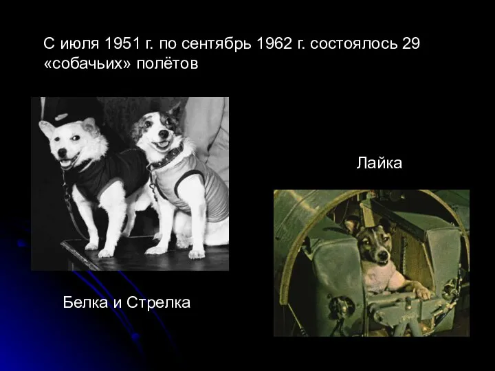 С июля 1951 г. по сентябрь 1962 г. состоялось 29 «собачьих» полётов Лайка Белка и Стрелка