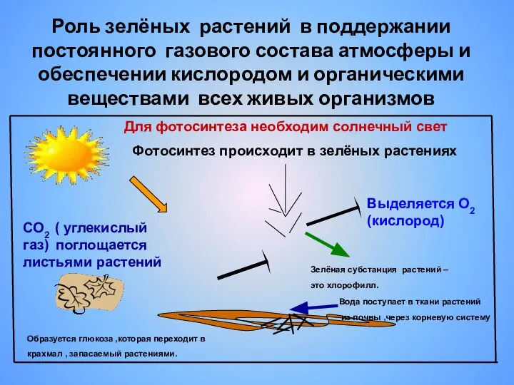 Роль зелёных растений в поддержании постоянного газового состава атмосферы и обеспечении