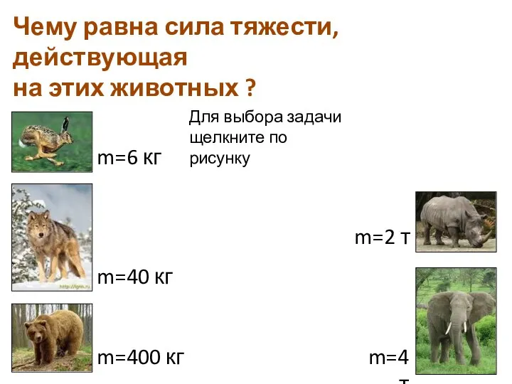 m=6 кг Чему равна сила тяжести, действующая на этих животных ?