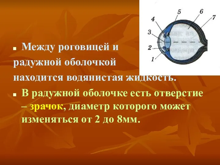 Между роговицей и радужной оболочкой находится водянистая жидкость. В радужной оболочке